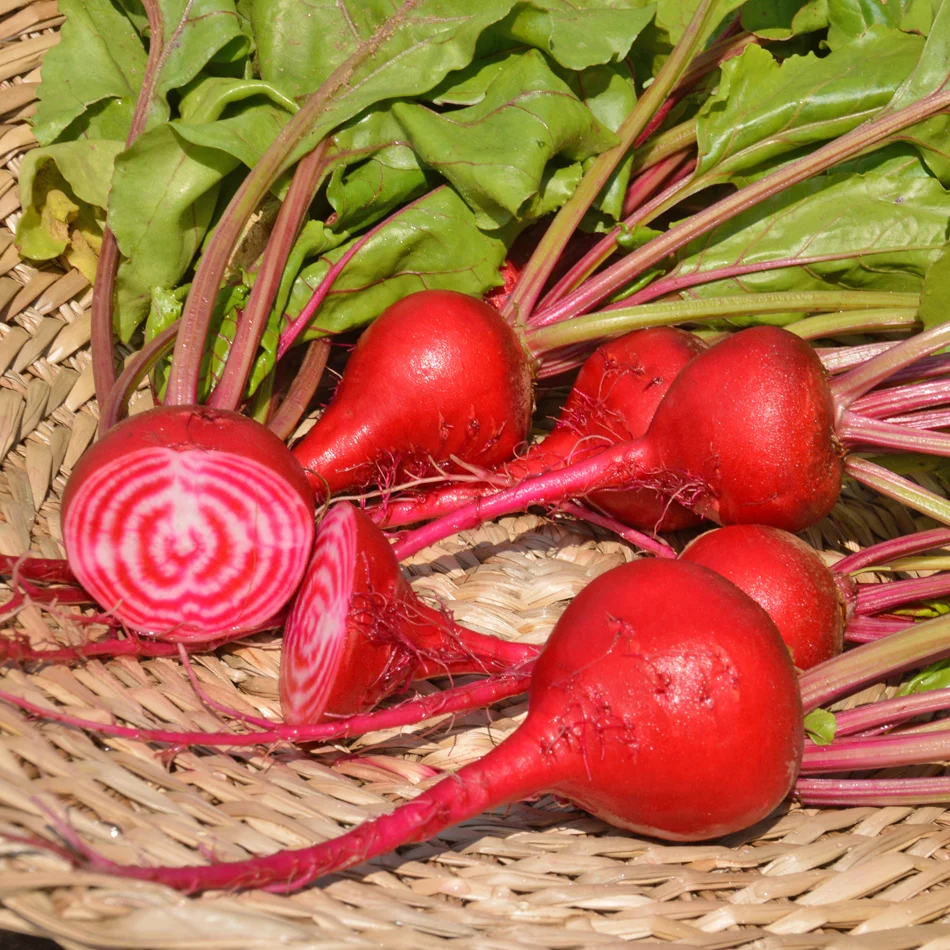 SEMENCES BIOLOGIQUES: BETTERAVE CHIOGGIA ECOUMENE