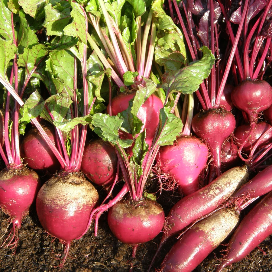 SEMENCES BIOLOGIQUES: BETTERAVE EN MÉLANGE ECOUMENE