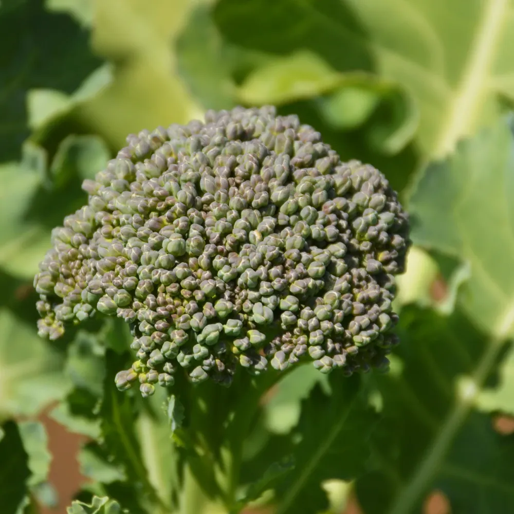 SEMENCES BIOLOGIQUES: BROCOLI DE CICCO ECOUMENE