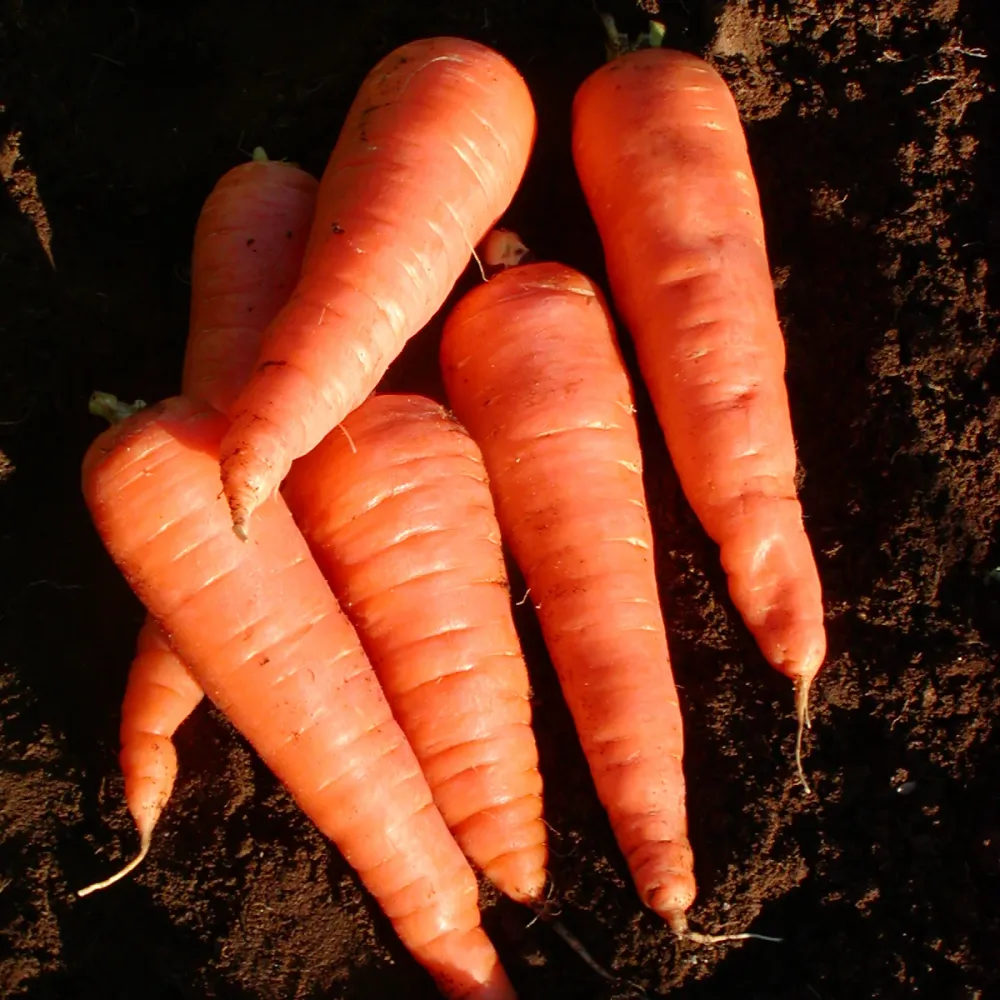 SEMENCES BIOLOGIQUES: CAROTTE RED CORED CHANTENAY ECOUMENE