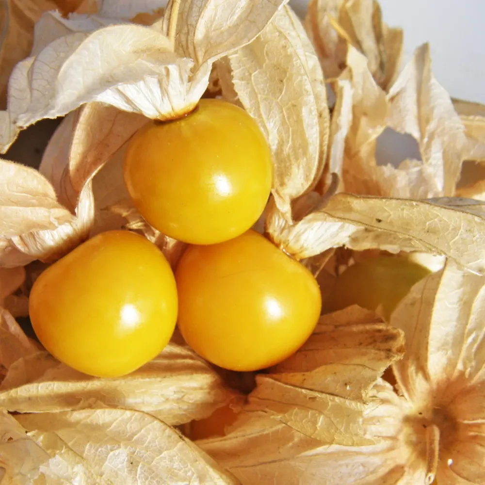SEMENCES BIOLOGIQUES: CERISE DE TERRE GÉANTE ECOUMENE