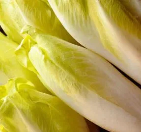 SEMENCES BIOLOGIQUES: CHICORÉE ENDIVE DE BRUXELLES ECOUMENE