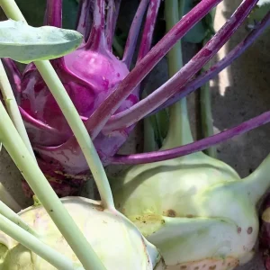 SEMENCES BIOLOGIQUES: CHOU-RAVE EN MÉLANGE ECOUMENE