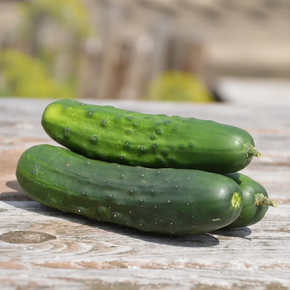SEMENCES BIOLOGIQUES: CONCOMBRE CORNICHON EARLY RUSSIAN ÉCOUMÈNE