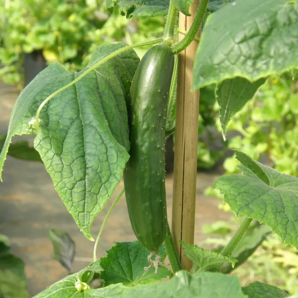 SEMENCES BIOLOGIQUES: CONCOMBRE LIBANAIS GREEN FINGER ÉCOUMÈNE