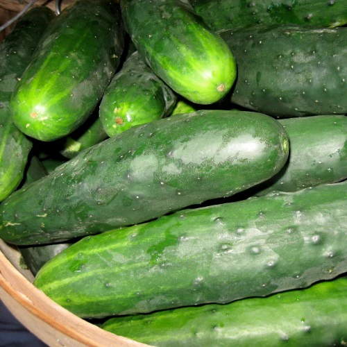 SEMENCES BIOLOGIQUES: CONCOMBRE MARKETMORE 76 ÉCOUMÈNE