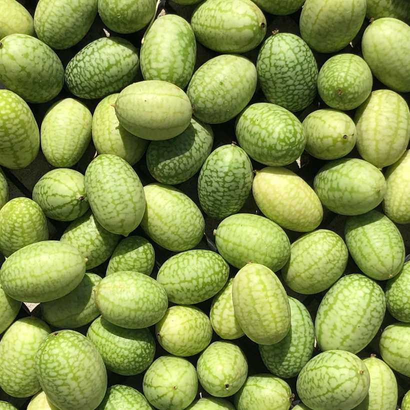 SEMENCES BIOLOGIQUES: CONCOMBRE MEXICAIN ÉCOUMÈNE