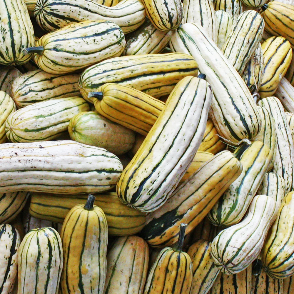 SEMENCES BIOLOGIQUES: COURGE DELICATA ÉCOUMÈNE