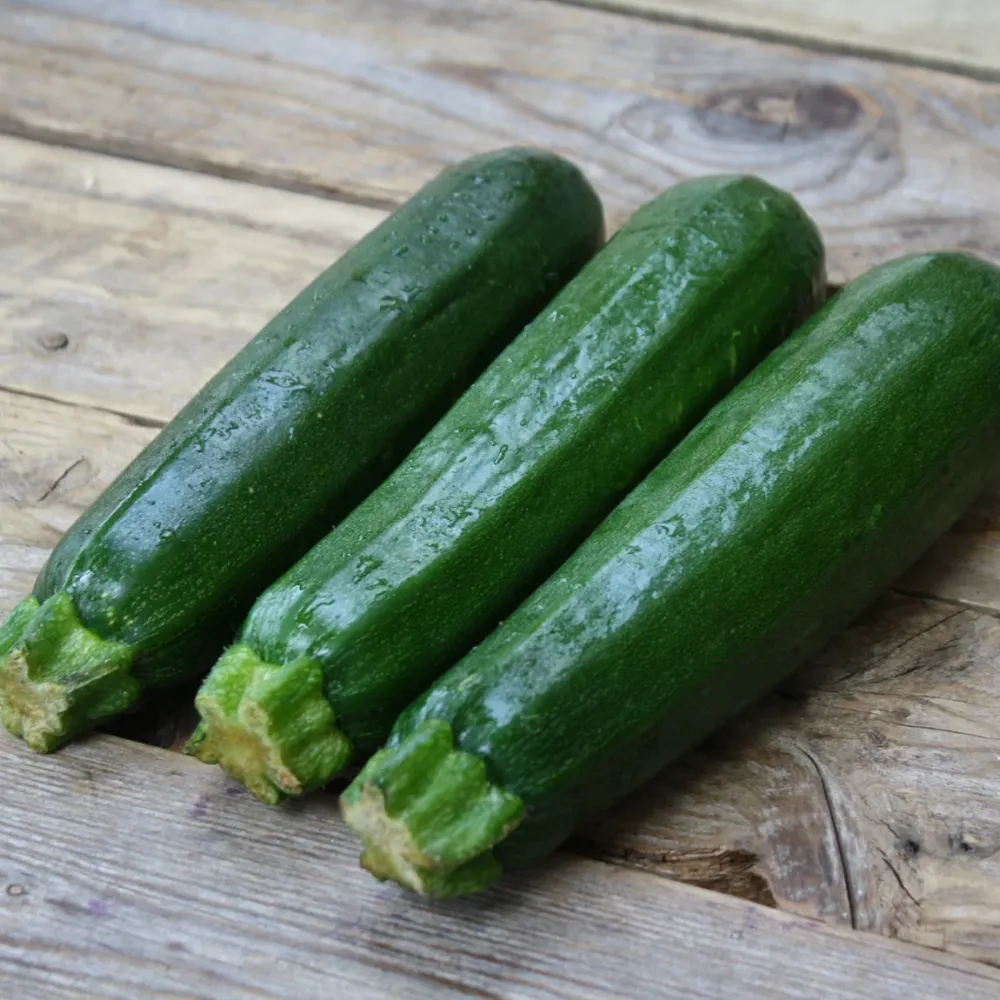 SEMENCES BIOLOGIQUES: COURGETTE DARK GREEN ÉCOUMÈNE