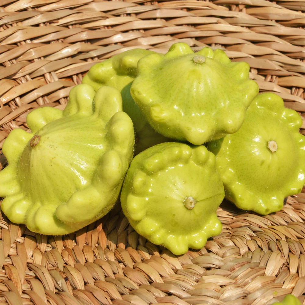 SEMENCES BIOLOGIQUES: COURGETTE PATISSON JAUNE ET VERT ÉCOUMÈNE