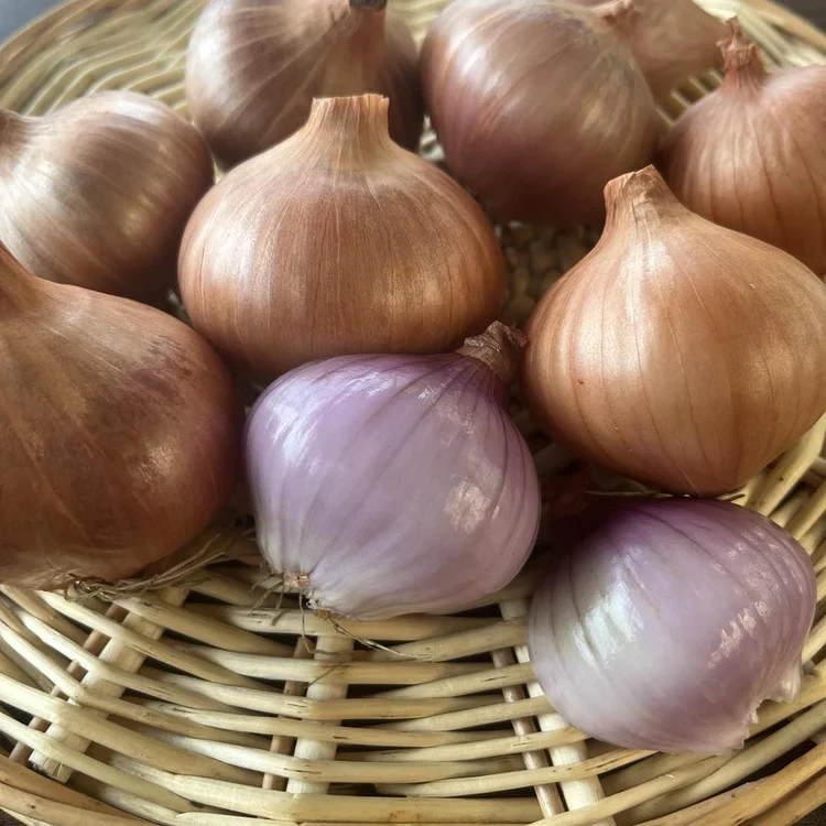 SEMENCES BIOLOGIQUES: ECHALOTE VAL-AUX-VENTS ECOUMENE
