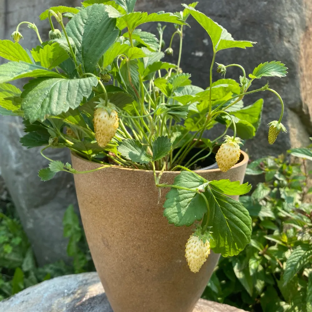 SEMENCES BIOLOGIQUES: FRAISIER ALPIN YELLOW WONDER ECOUMENE