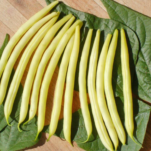 SEMENCES BIOLOGIQUES: HARICOT NAIN BEURRE ROQUENCOURT ÉCOUMÈNE