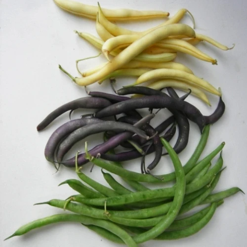 SEMENCES BIOLOGIQUES: HARICOT NAIN EN MÉLANGE ÉCOUMÈNE