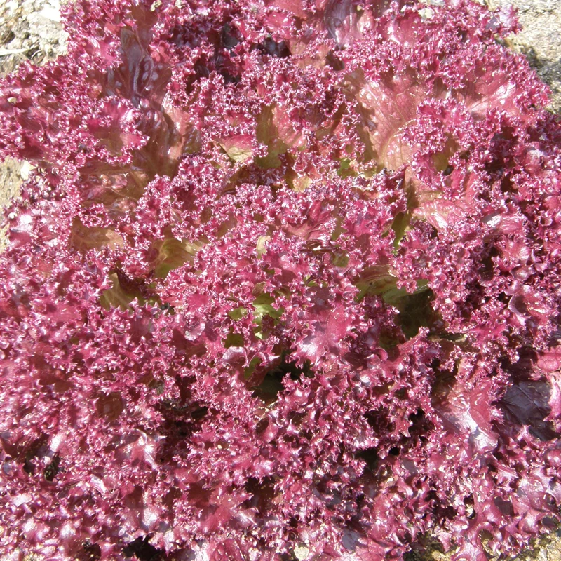 SEMENCES BIOLOGIQUES: LAITUE DARK LOLLO ROSSA ÉCOUMÈNE