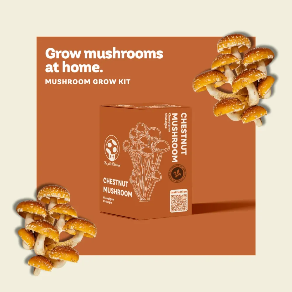 KIT DE CULTURE DE CHAMPIGNON CHESTNUT Le Petit Champi