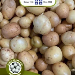 SEMENCES DE LEGUMES: POMME DE TERRE - JAUNE (GRELOT) NORSECO