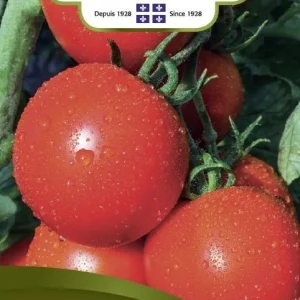 SEMENCES DE LEGUMES: TOMATE ROUGE - MEGA FANTASTIQUE NORSECO
