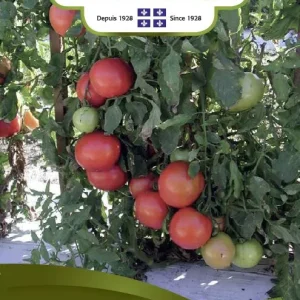 SEMENCES DE LEGUMES: TOMATE - ROUGE TASTI-LEE NORSECO