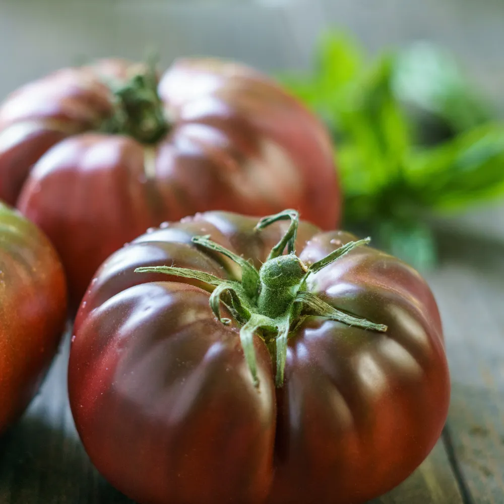 Tomate 'Brandywine Black' bio Biologiquement vôtre