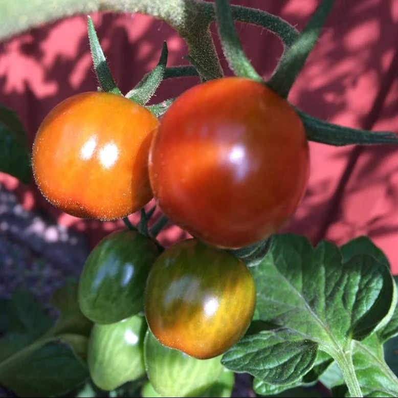 Tomate 'Brandywine Cherry' bio Gaia