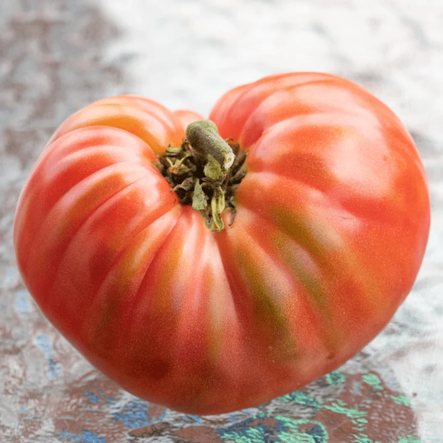 Tomate 'Brandywine Red' bio Gaia