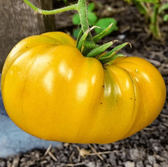 Tomate jaune 'Brandywine' bio Gaia
