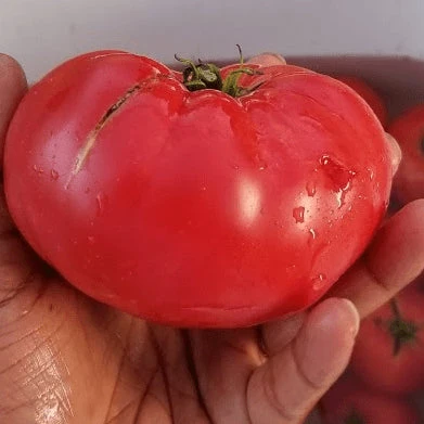 Tomate 'Pink Brandywine' bio Gaia