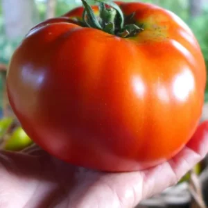 Tomate 'Red Brandywine' Le potager ornemental de Catherine