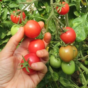 Tomate 'Rosita Brandywine Cherry' Le potager ornemental de Catherine