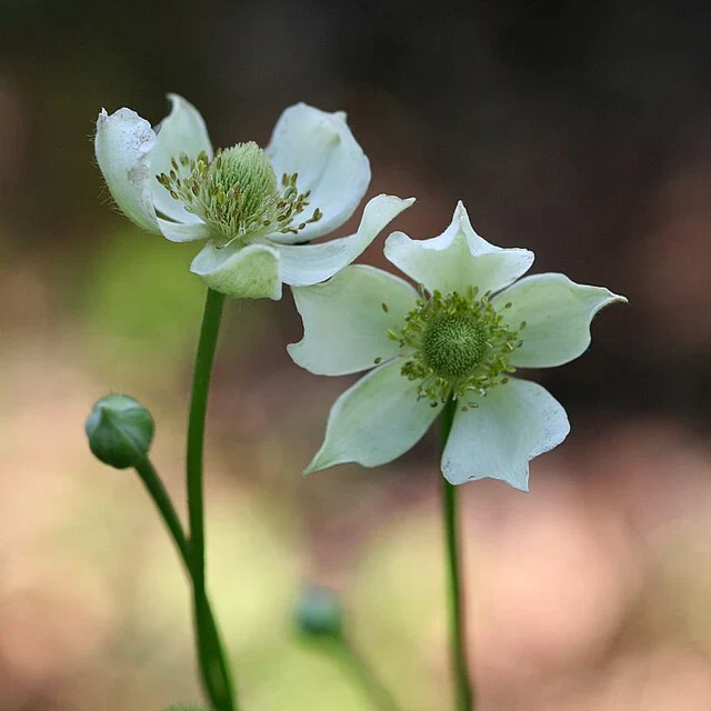 émone de Virginie Northern Wildflowers