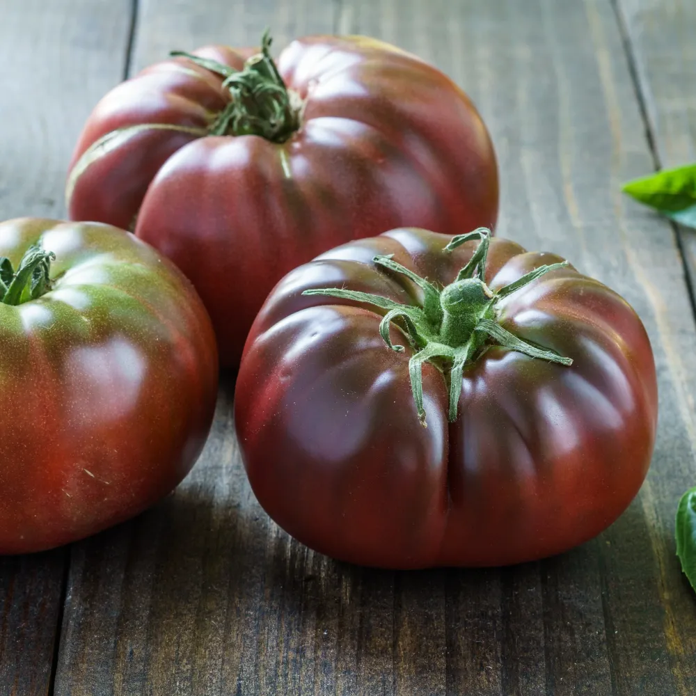 Tomate 'Brandywine' OSC