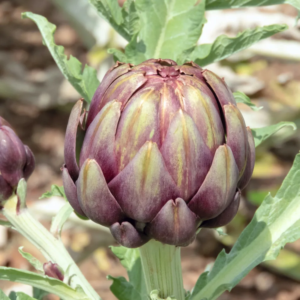 Artichaut 'Amethyst' F1 W.H. Perron
